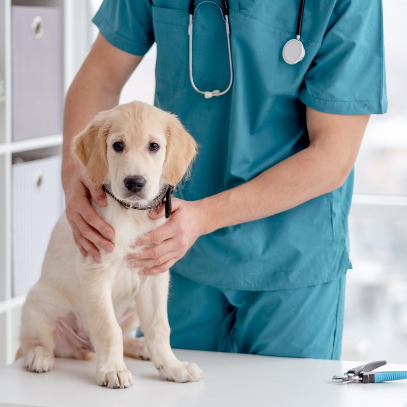 What to Know About Giardia in Dogs Greenfield Puppies