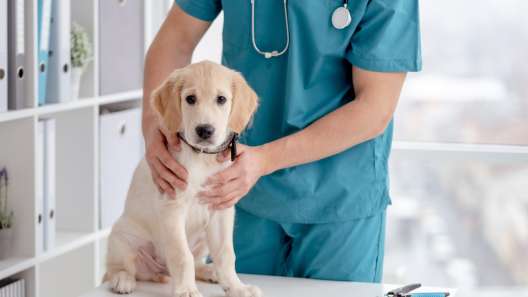 What to Know About Giardia in Dogs