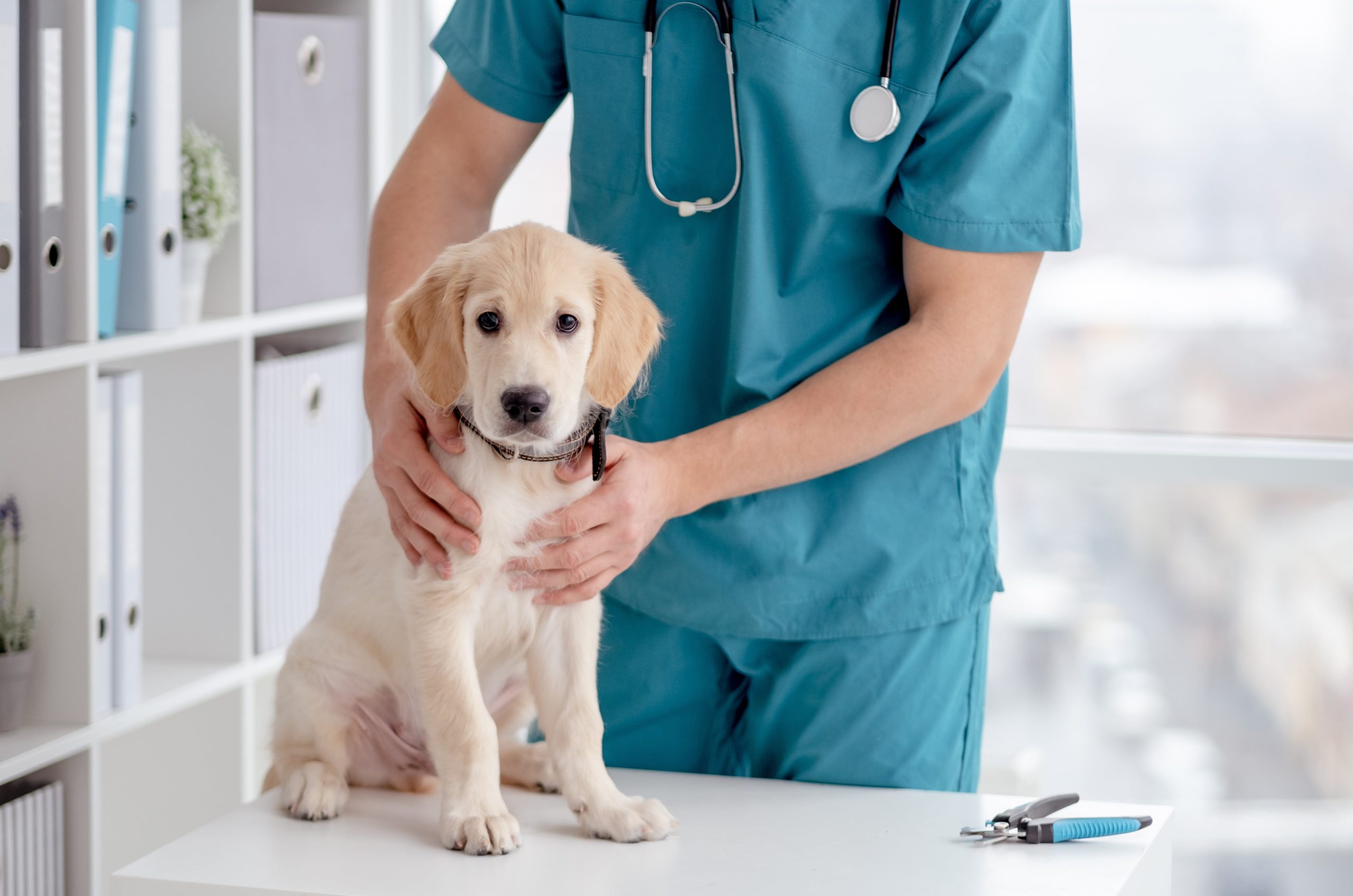 What to Know About Giardia in Dogs Greenfield Puppies