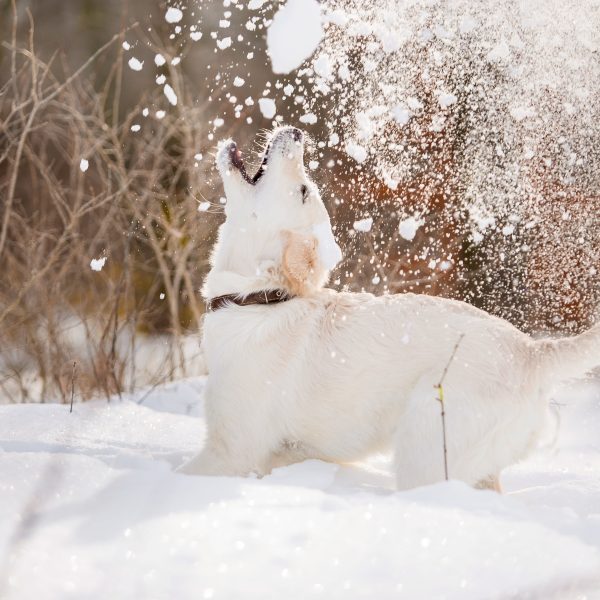 golden retriever puppy playing in the snow