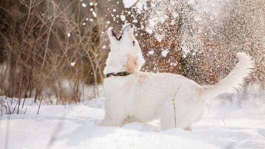 How to Keep Your Dog Active in the Winter