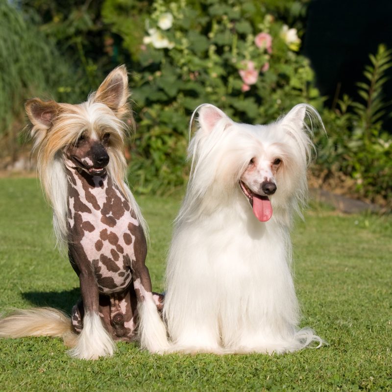 8 Fun Facts About Chinese Crested Dogs Greenfield Puppies
