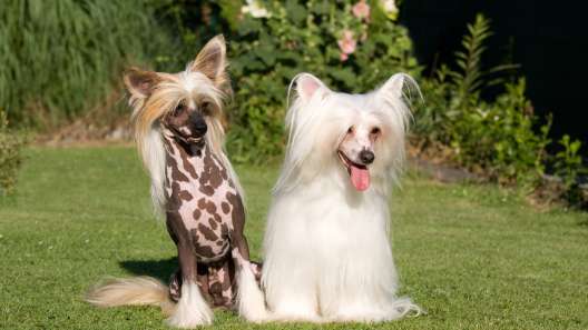 8 Facts About Chinese Crested Dogs