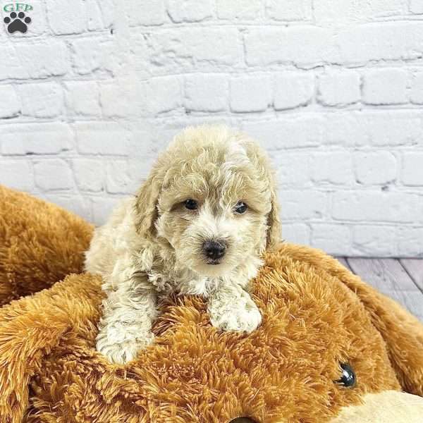 Brody, Bich-Poo Puppy