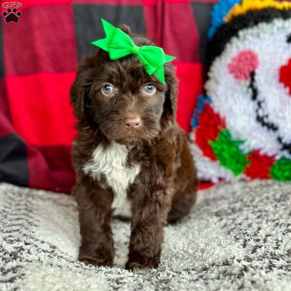 Indy, Portuguese Water Dog Puppy