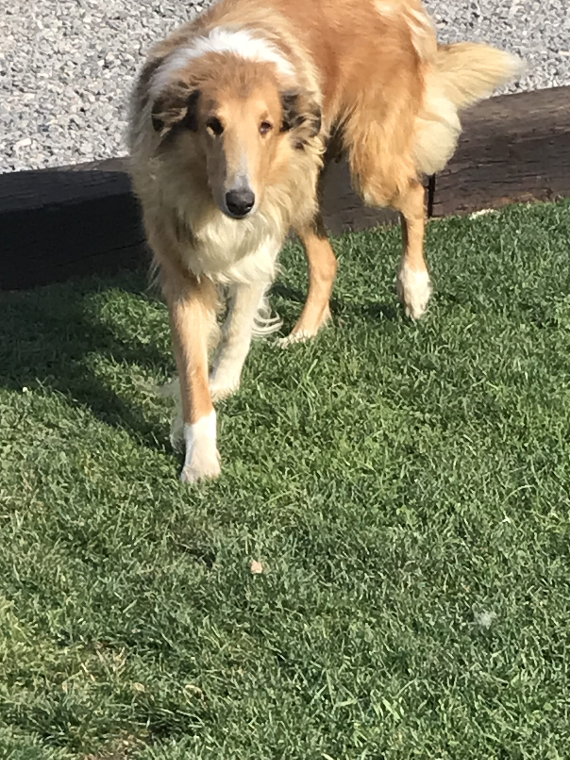 Dixie Collie Puppy For Sale in West Virginia