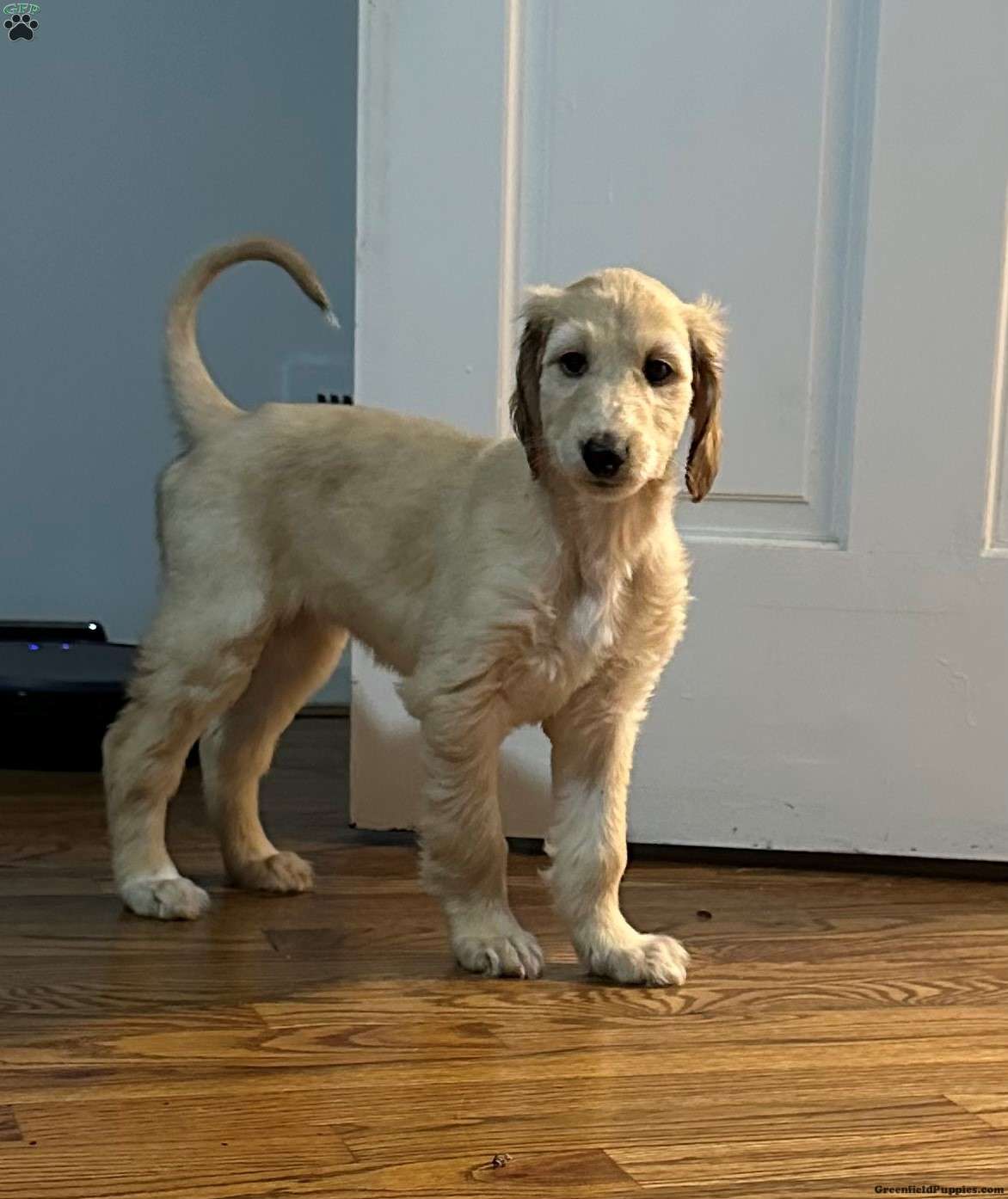 Afghan Dog Puppies