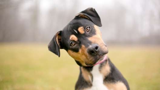 What to Know About Dog Hiccups