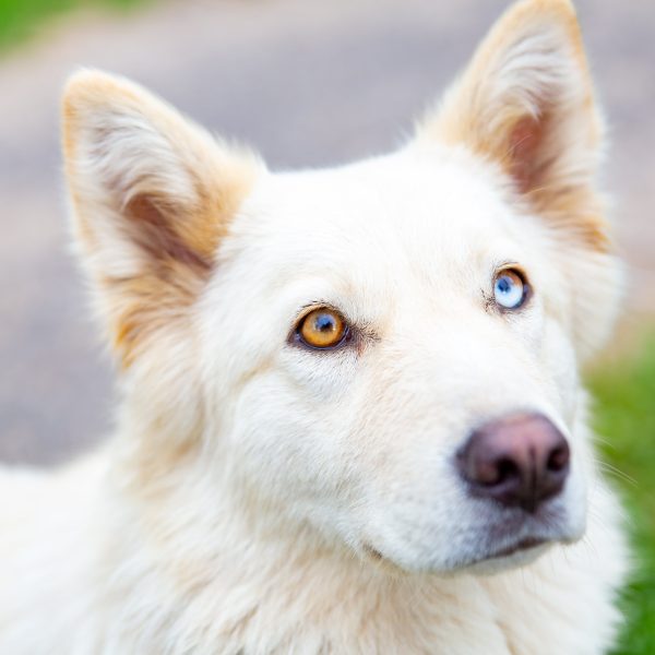 white shepherd dog with heterochromia