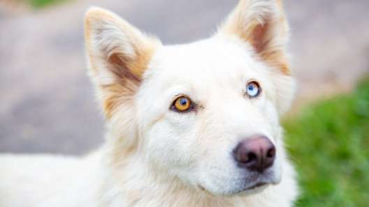 What to Know About Heterochromia in Dogs