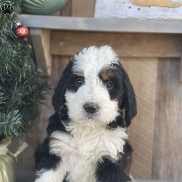 Lincoln, Bernedoodle Puppy