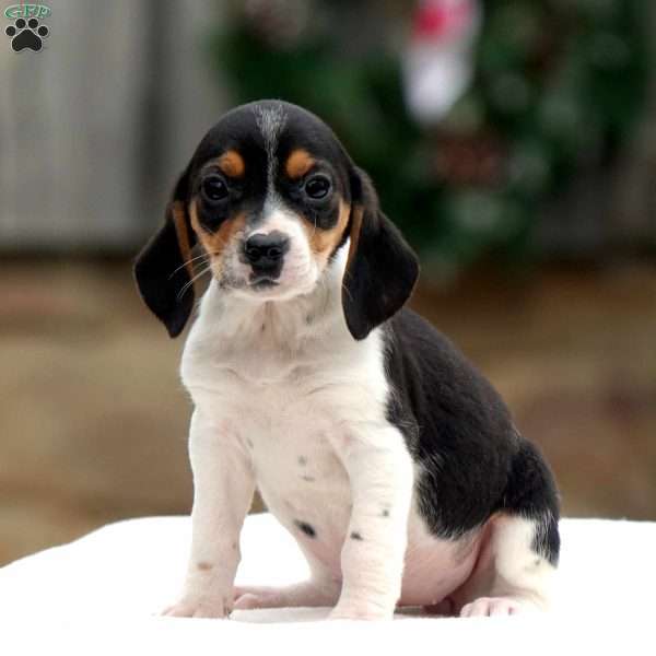 Valentina, Beagle Puppy