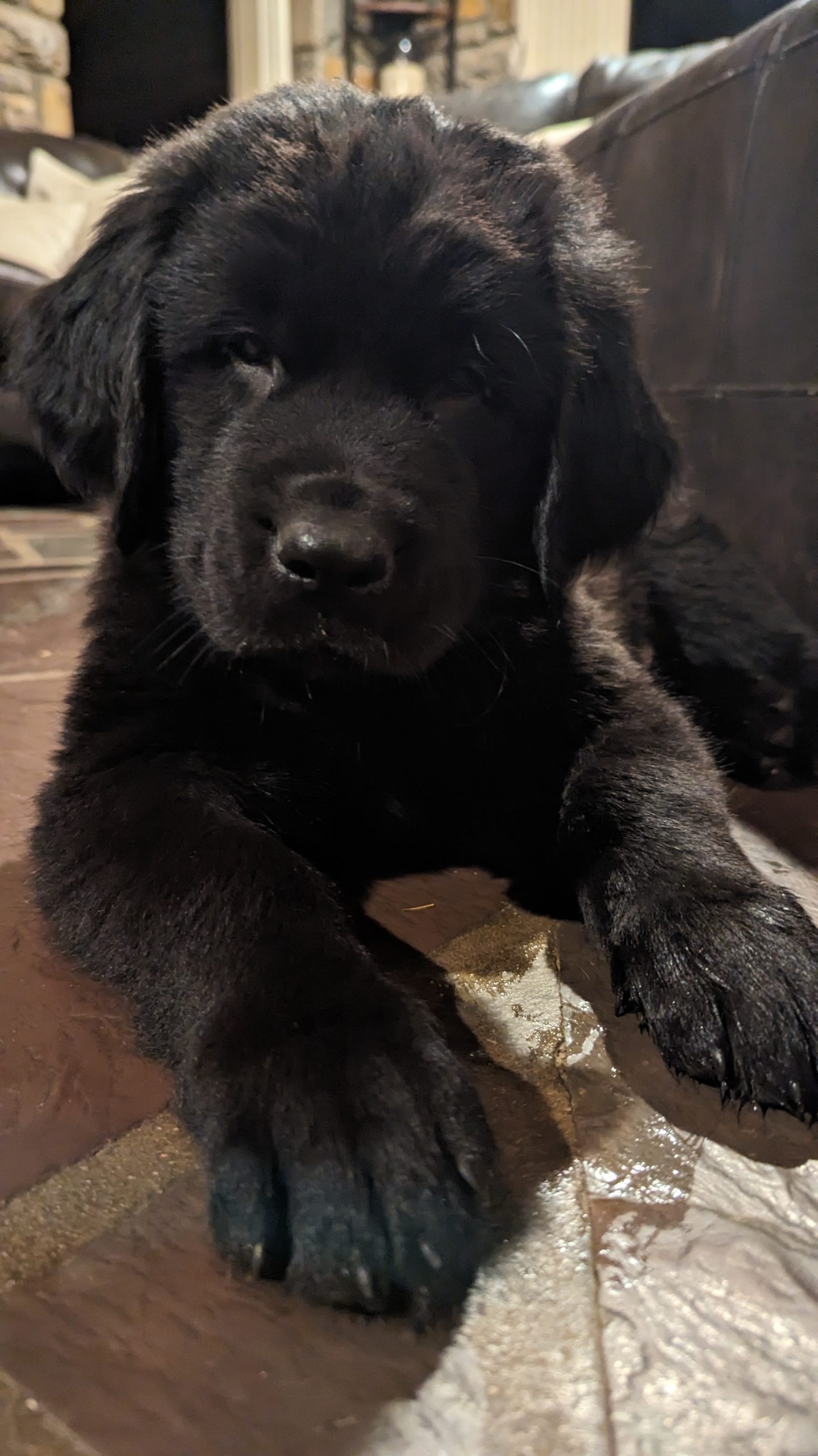 Bear - Newfoundland Mix Puppy For Sale in Pennsylvania