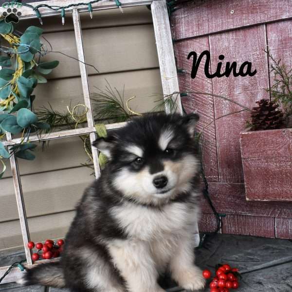 Nina, Alaskan Malamute Puppy