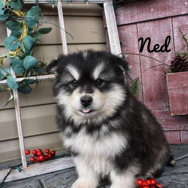 Ned, Alaskan Malamute Puppy