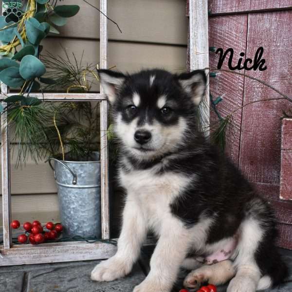 Nick, Alaskan Malamute Puppy