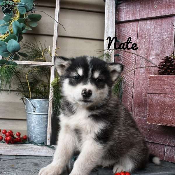 Nate, Alaskan Malamute Puppy