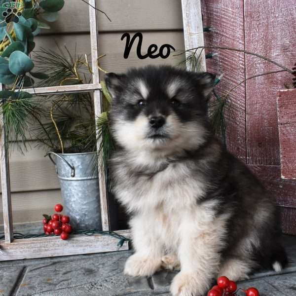 Neo, Alaskan Malamute Puppy