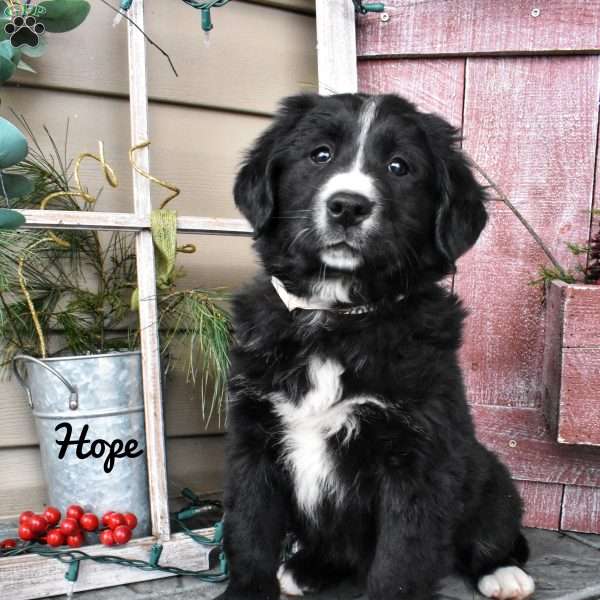 Hope, Bernese Golden Mountain Dog Puppy