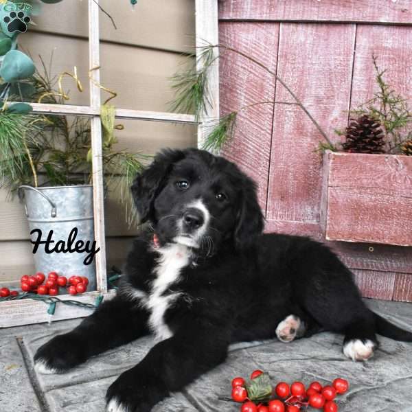 Haley, Bernese Golden Mountain Dog Puppy