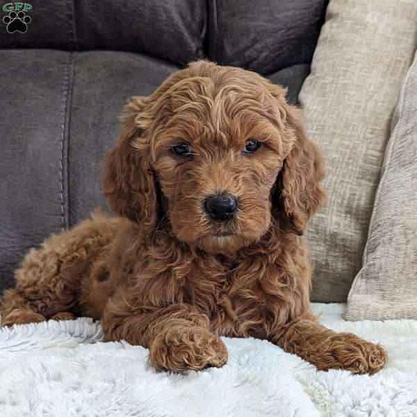 Lilly, Goldendoodle Puppy