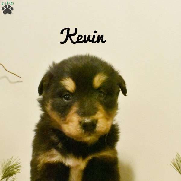 Kevin, Bernamute Puppy
