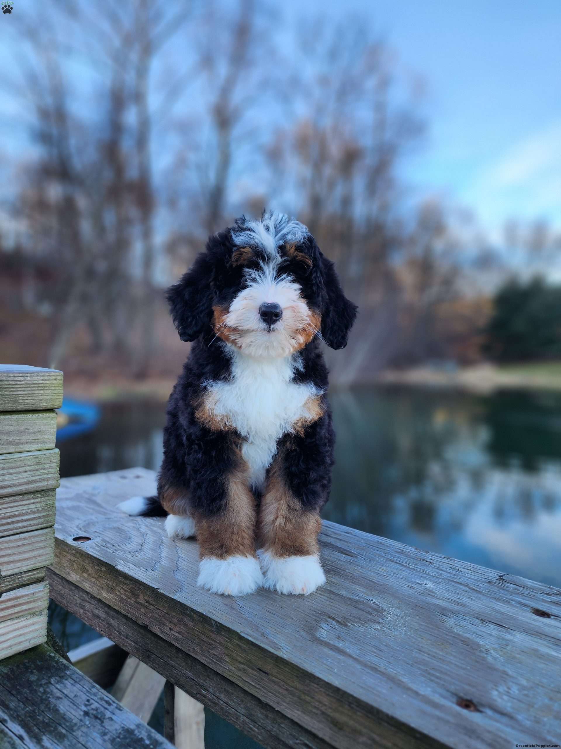 Greenfield puppies sale bernedoodle