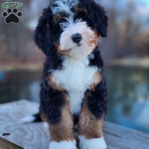 Mini bernedoodle greenfield hot sale puppies