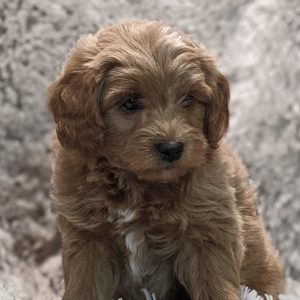 Marvin & Amy Schlabach,  Breeder