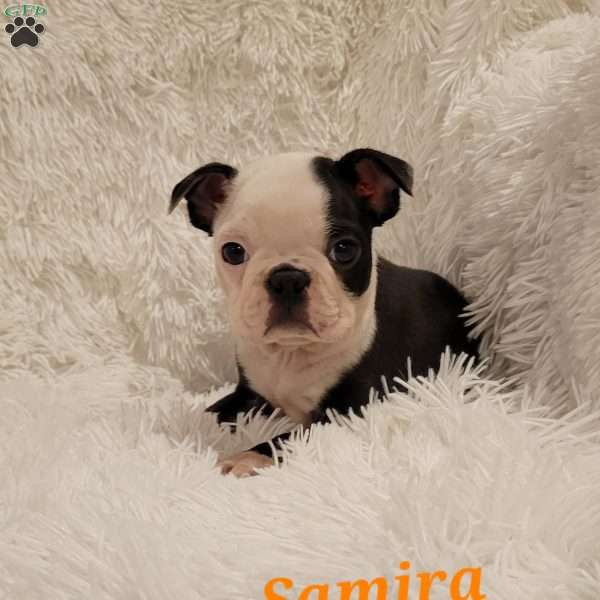 Samira, Boston Terrier Puppy