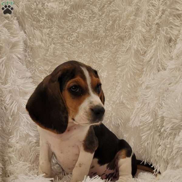 Marshall, Beagle Puppy