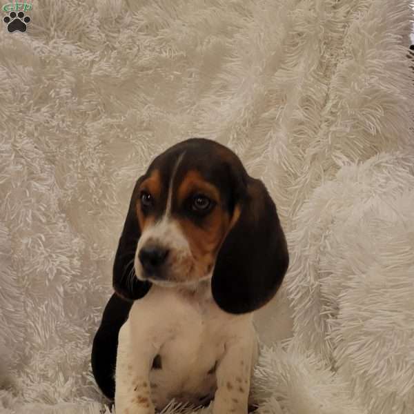 Mason, Beagle Puppy