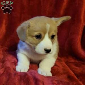 Corgis for sale under $500 store near me