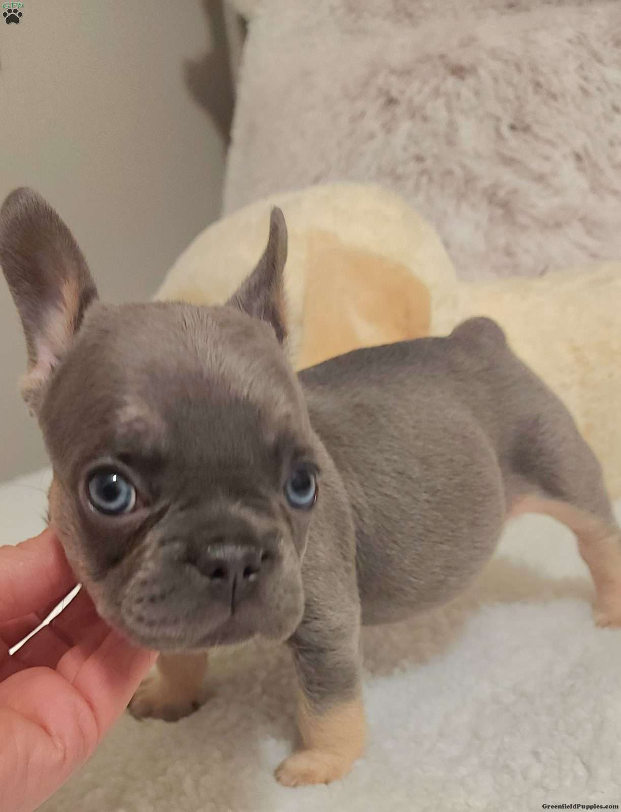 Silver french hot sale bulldog puppy