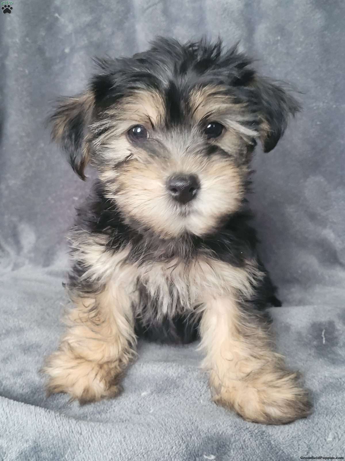 Cody - Yorkie-Chon Puppy For Sale in Pennsylvania