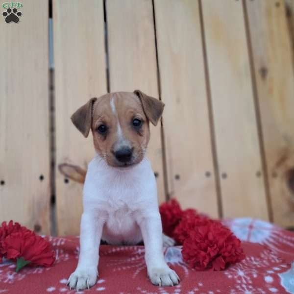Frank, Jack Russell Terrier Puppy