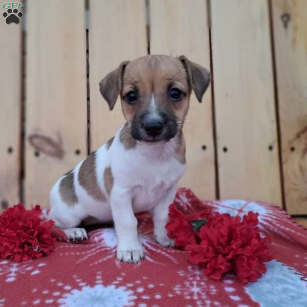 Fran, Jack Russell Terrier Puppy