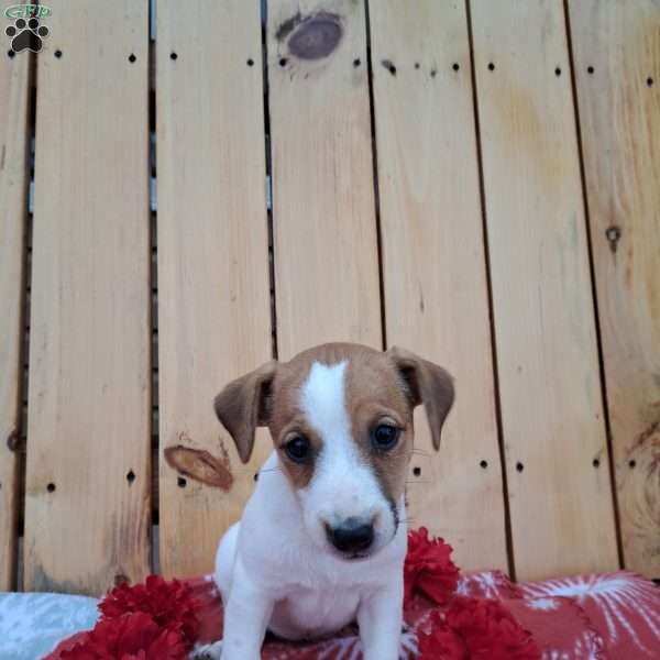 Finny, Jack Russell Terrier Puppy