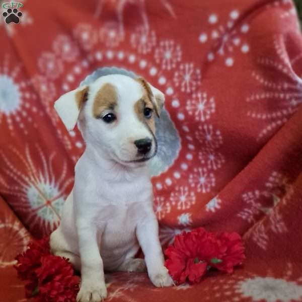 Haley, Jack Russell Terrier Puppy