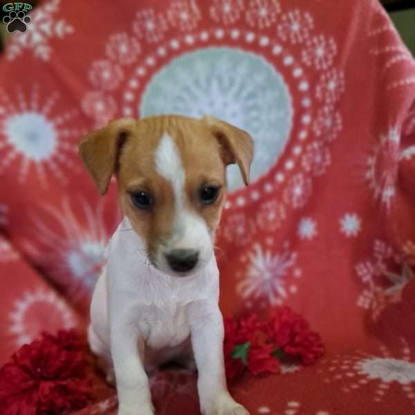 Harry, Jack Russell Terrier Puppy