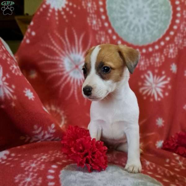 Holly, Jack Russell Terrier Puppy