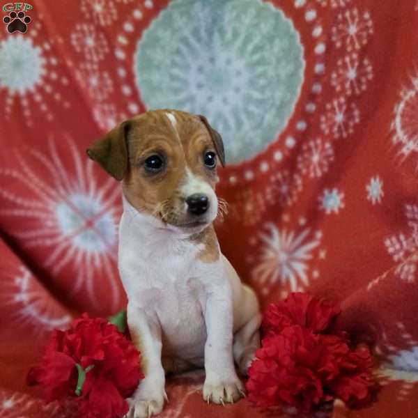 Hilton, Jack Russell Terrier Puppy