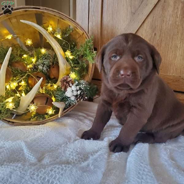 Josie, Chocolate Labrador Retriever Puppy