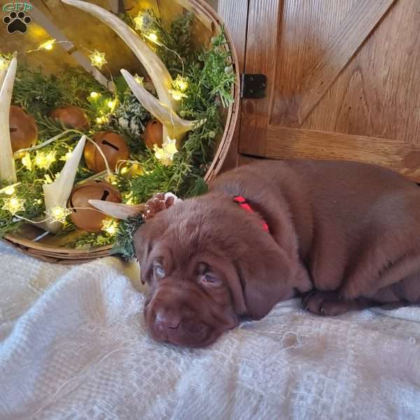 Joy, Chocolate Labrador Retriever Puppy