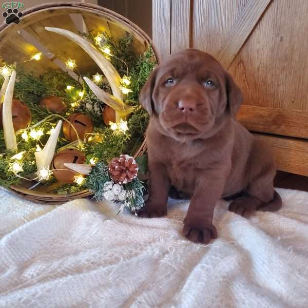 Jace, Chocolate Labrador Retriever Puppy