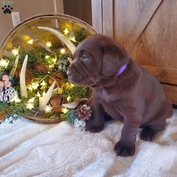 June, Chocolate Labrador Retriever Puppy
