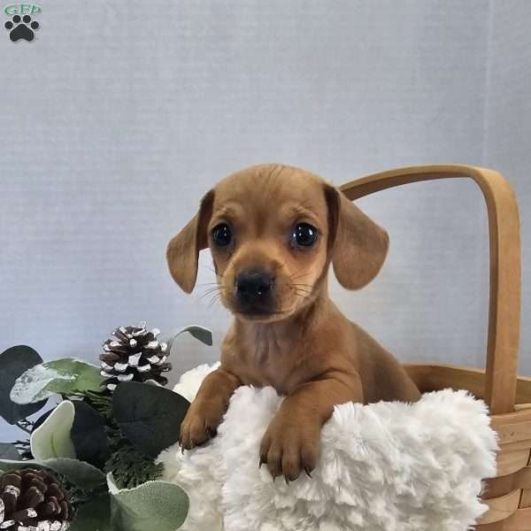 Ellie, Dachshund Puppy