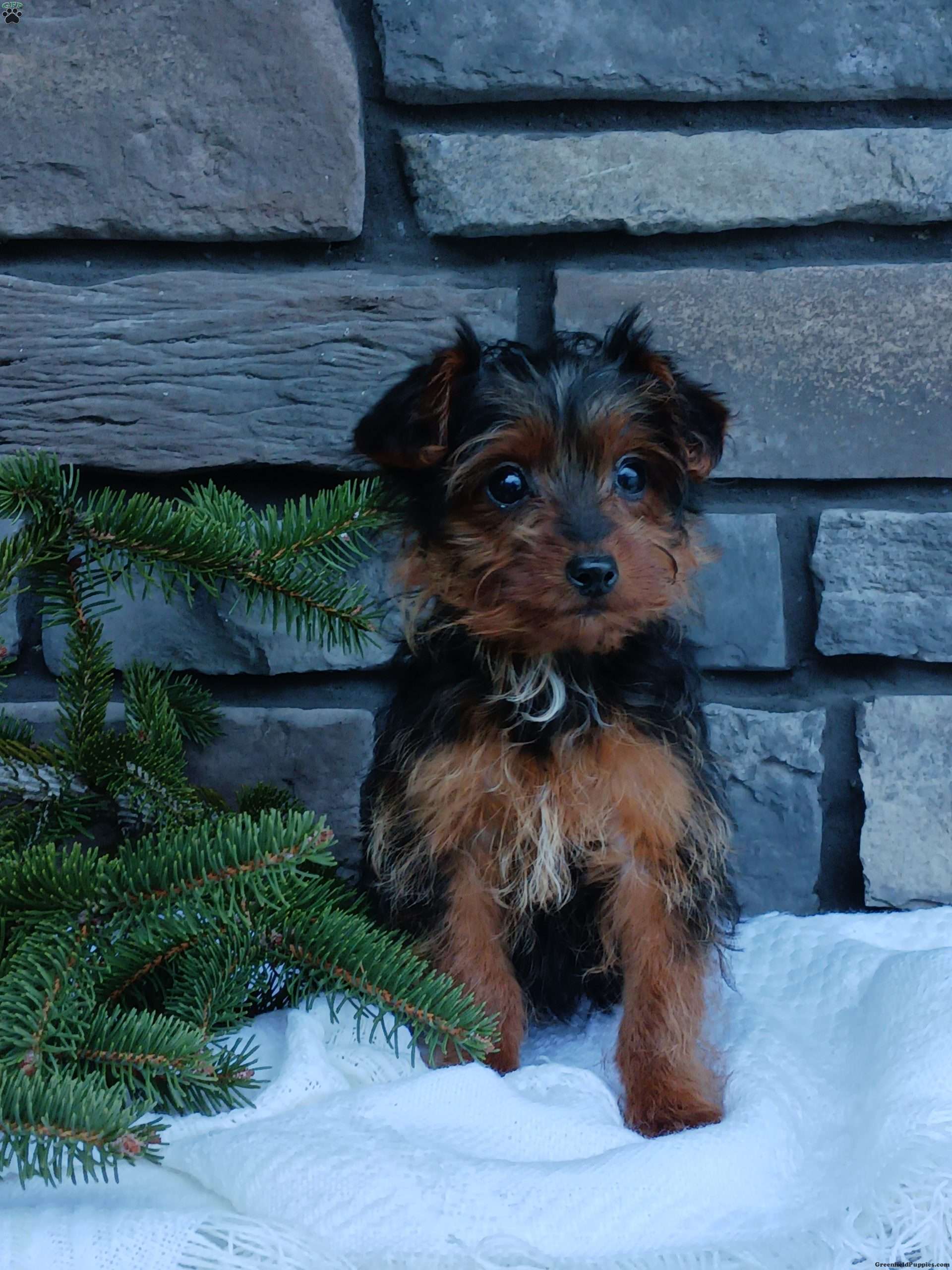 Charlotte Yorkie Poo Puppy For Sale in Ohio