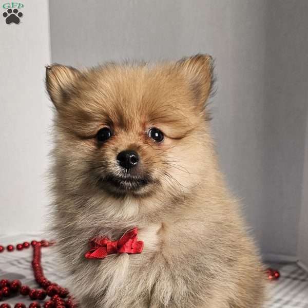 Alex, Pomeranian Puppy