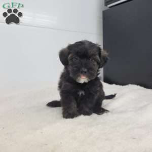 Jackadoodle puppies best sale